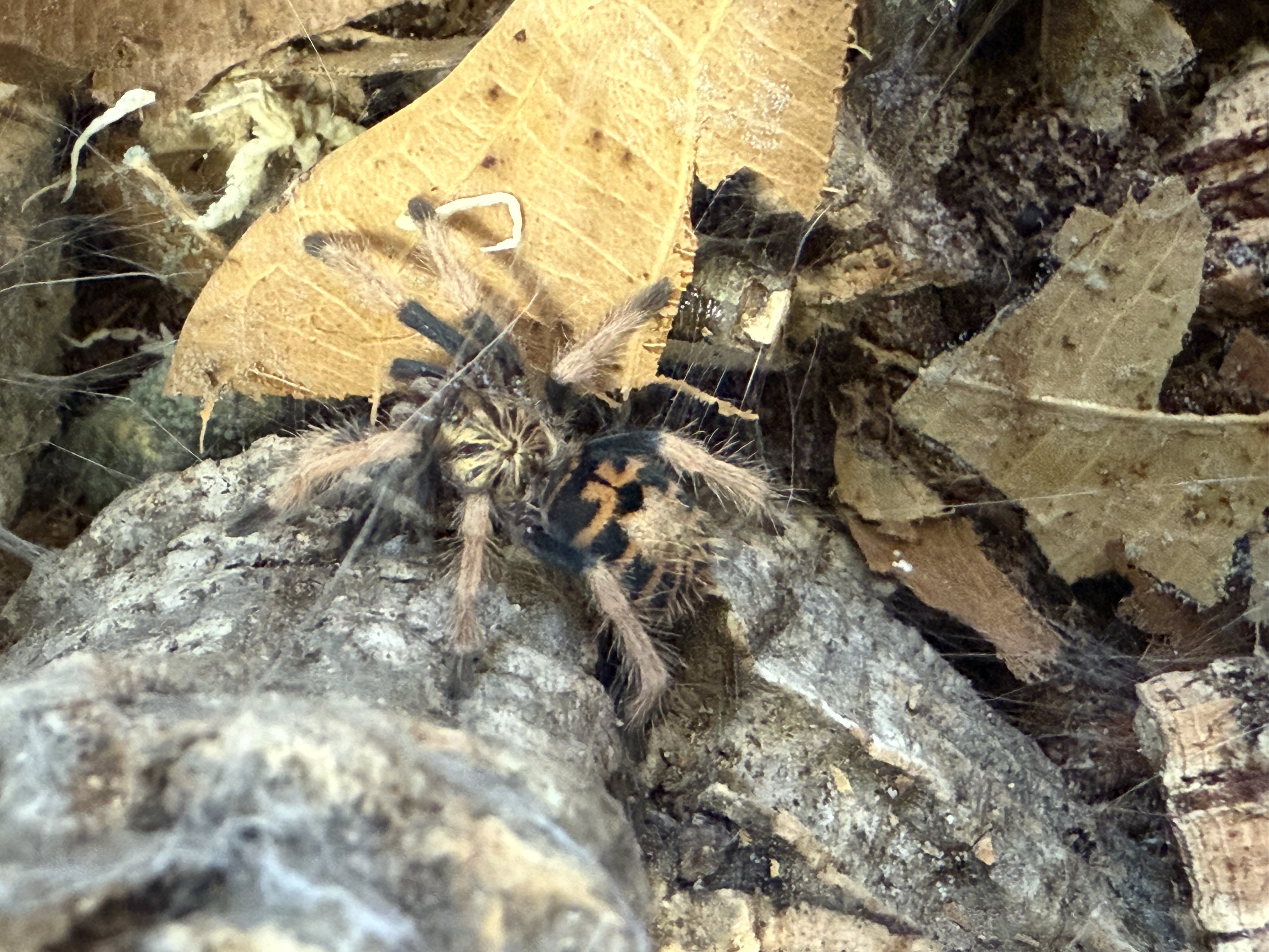 Chromatopelma cyaneopubescens (Greenbottle Blue) sling — a vibrant, active tarantula species often considered by new keepers