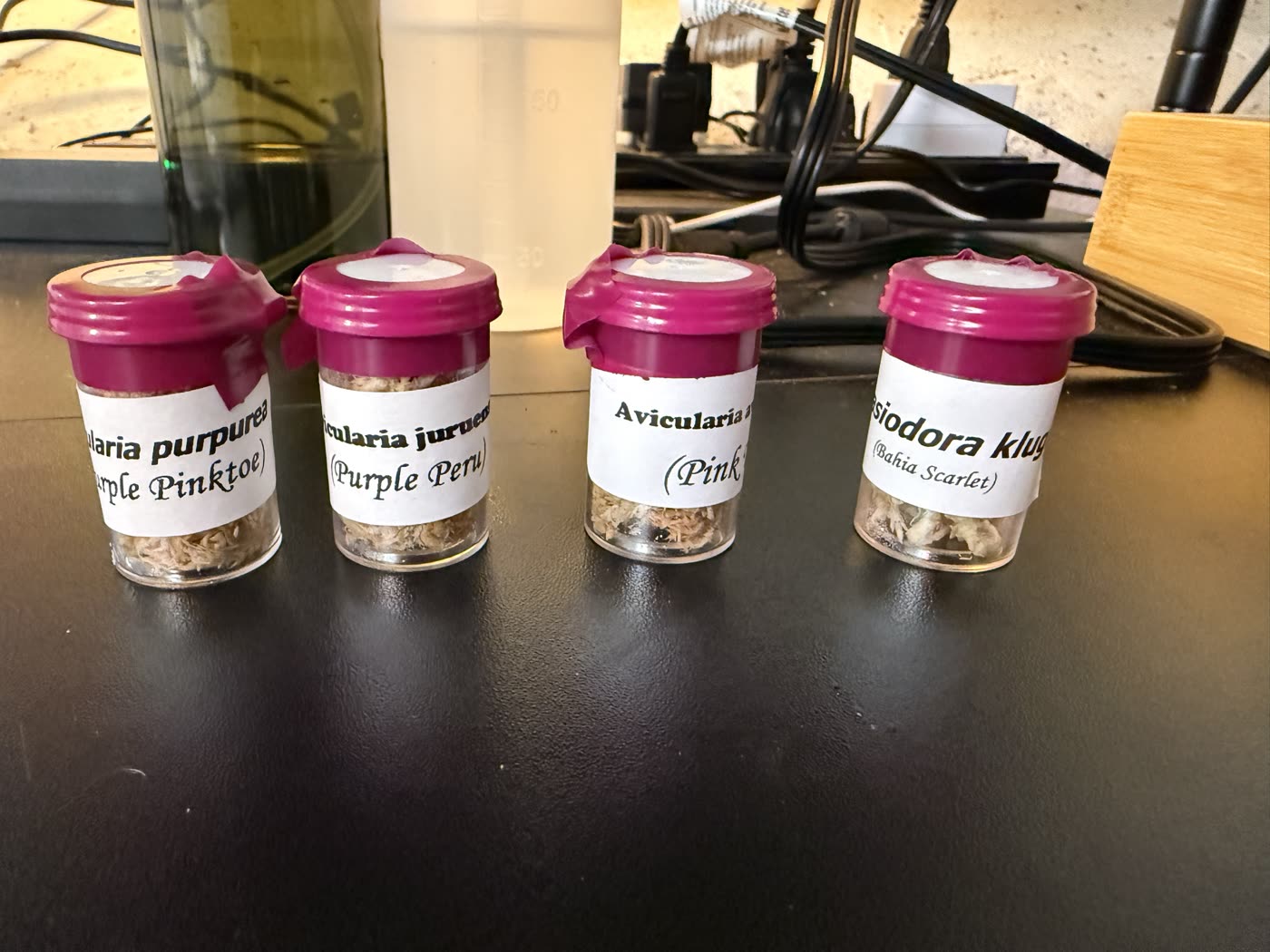 Four labeled sling vials in a row: Avicularia purpurea, Avicularia juruensis, Avicularia avicularia and Lasiodora klugi