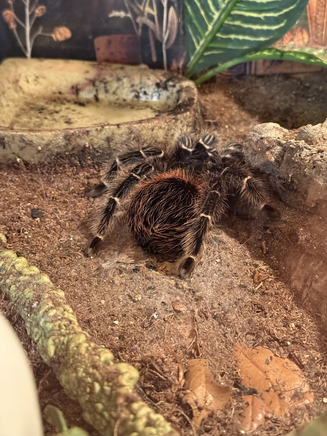 An adult Lasiodora klugi on substrate beside a cork log, dark legs with pale bands and long reddish hairs on the abdomen