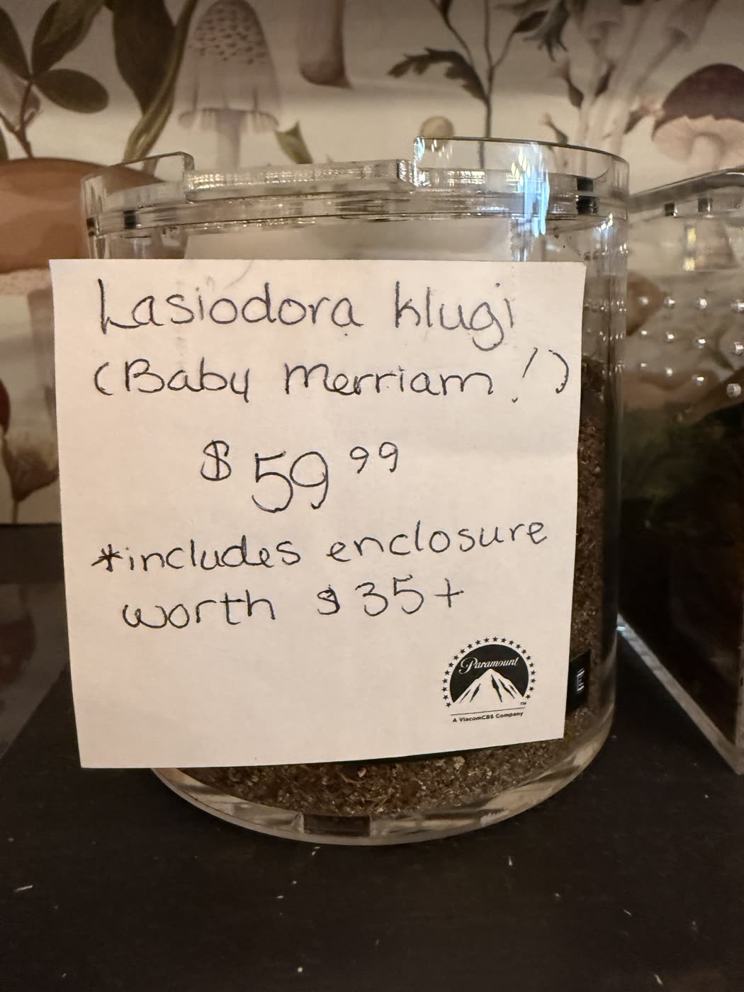 A round deli container tagged Lasiodora klugi (Baby Merriam!), $59.99, includes enclosure worth $35+
