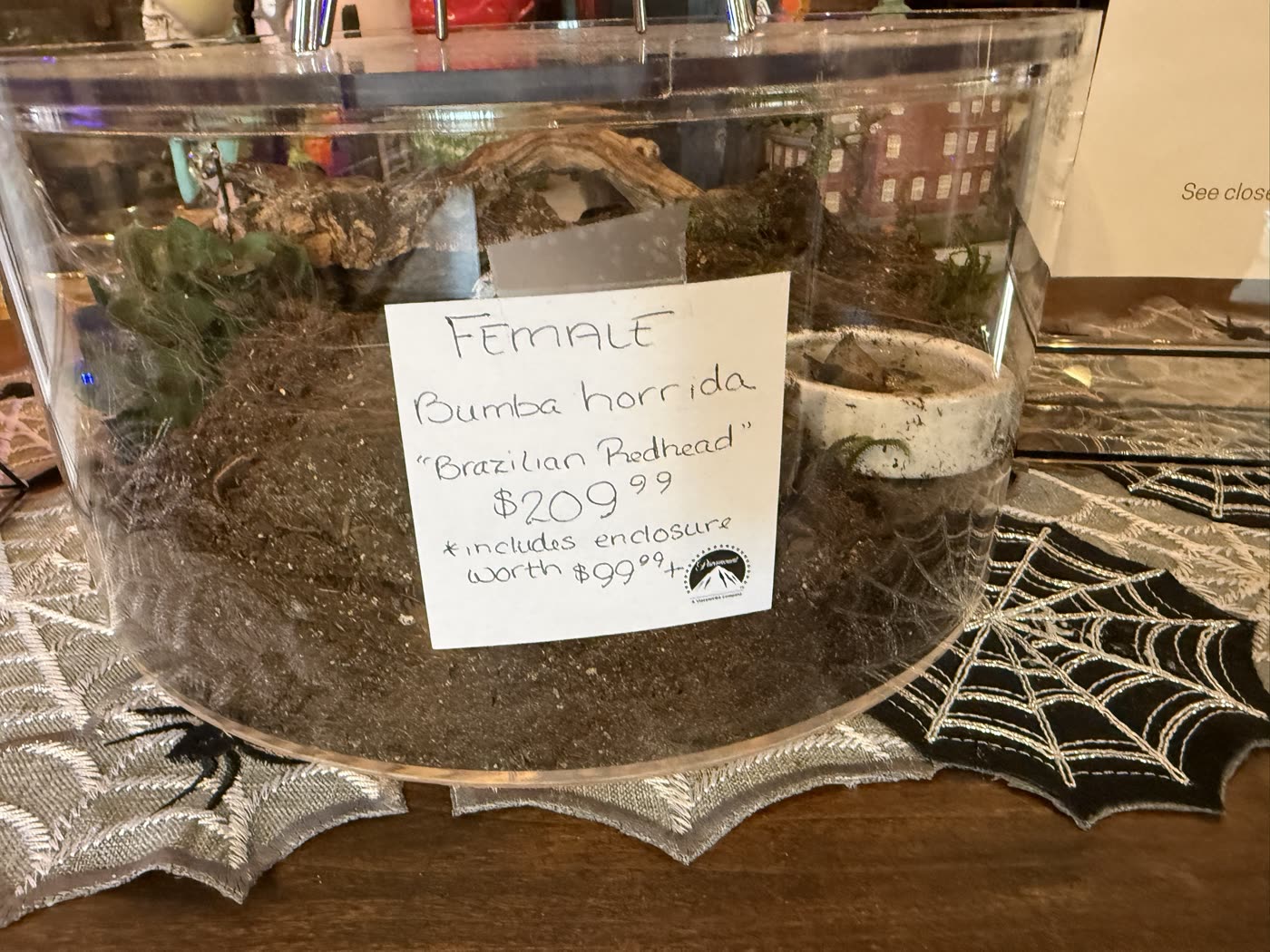 A female Bumba horrida in a round acrylic enclosure at Deadtime Stories, tagged $209.99 with the enclosure included