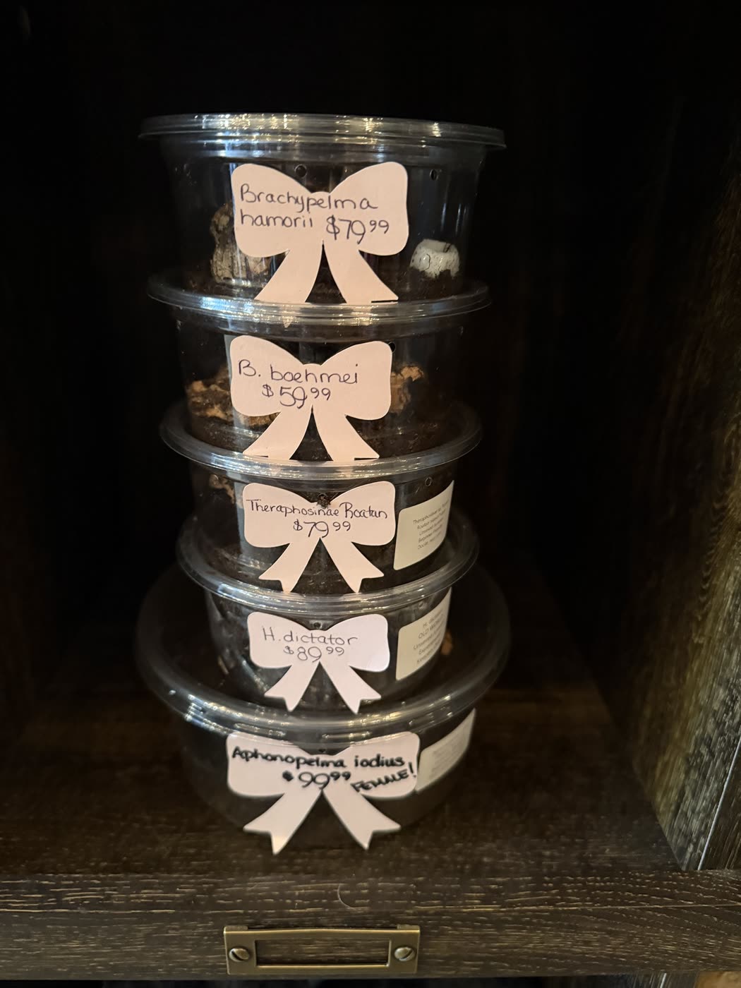 A stack of five deli cups on a shelf, each with a bow-shaped price tag: Brachypelma hamorii, B. boehmei, Theraphosinae Roatan, H. dictator and Aphonopelma iodius