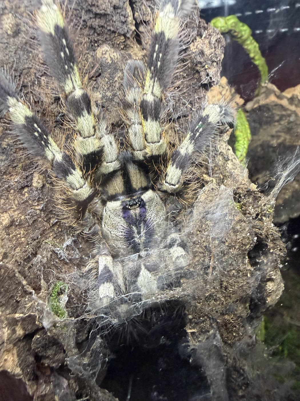 The Poecilotheria regalis at home on cork bark, legs banded black, white and pale yellow