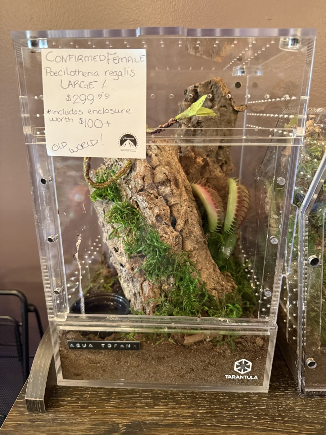 A tall clear acrylic enclosure with cork bark, moss and a Venus flytrap, tagged Confirmed Female Poecilotheria regalis, $299.99, includes enclosure worth $100+