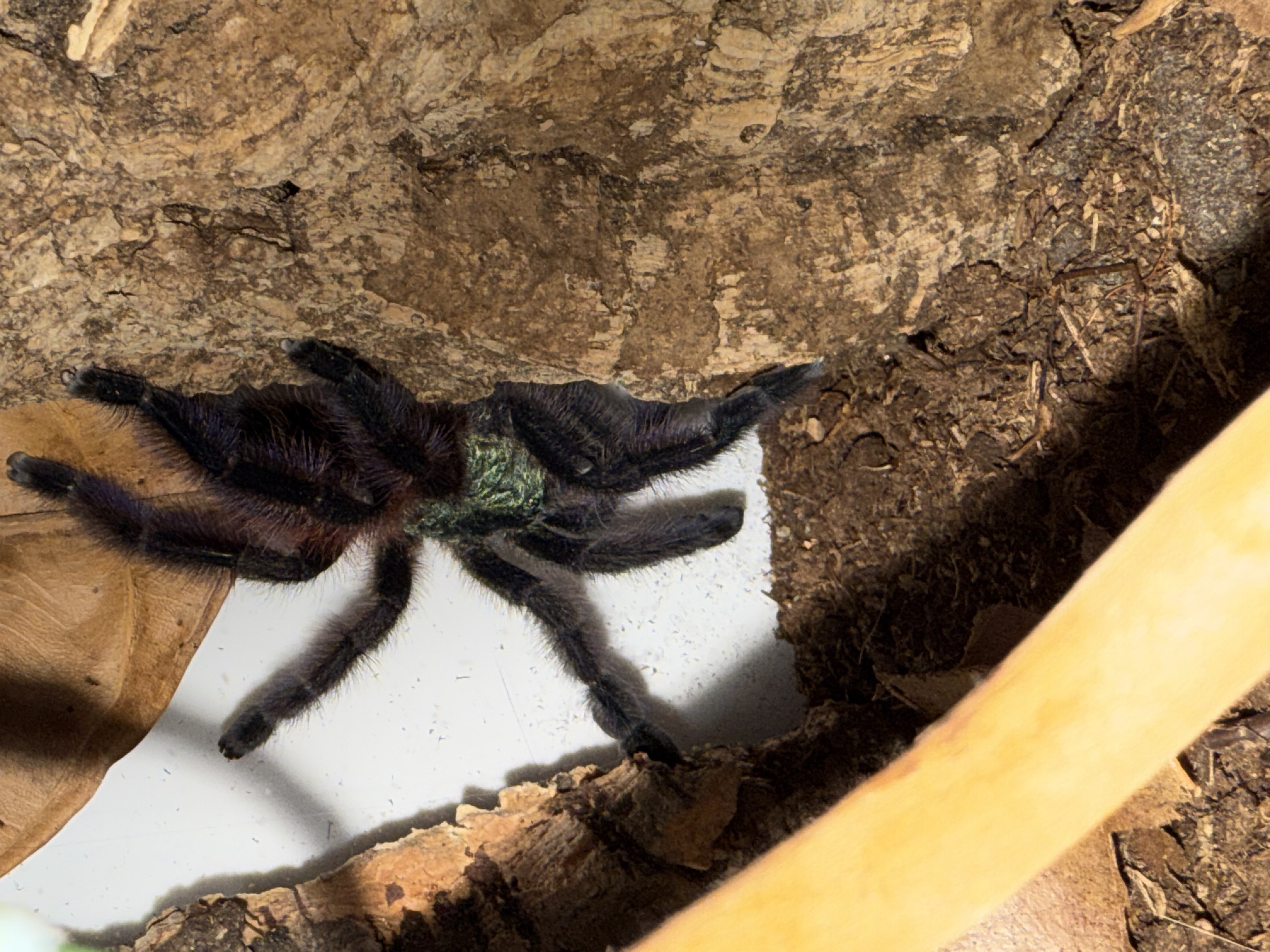 Caribena versicolor in new home