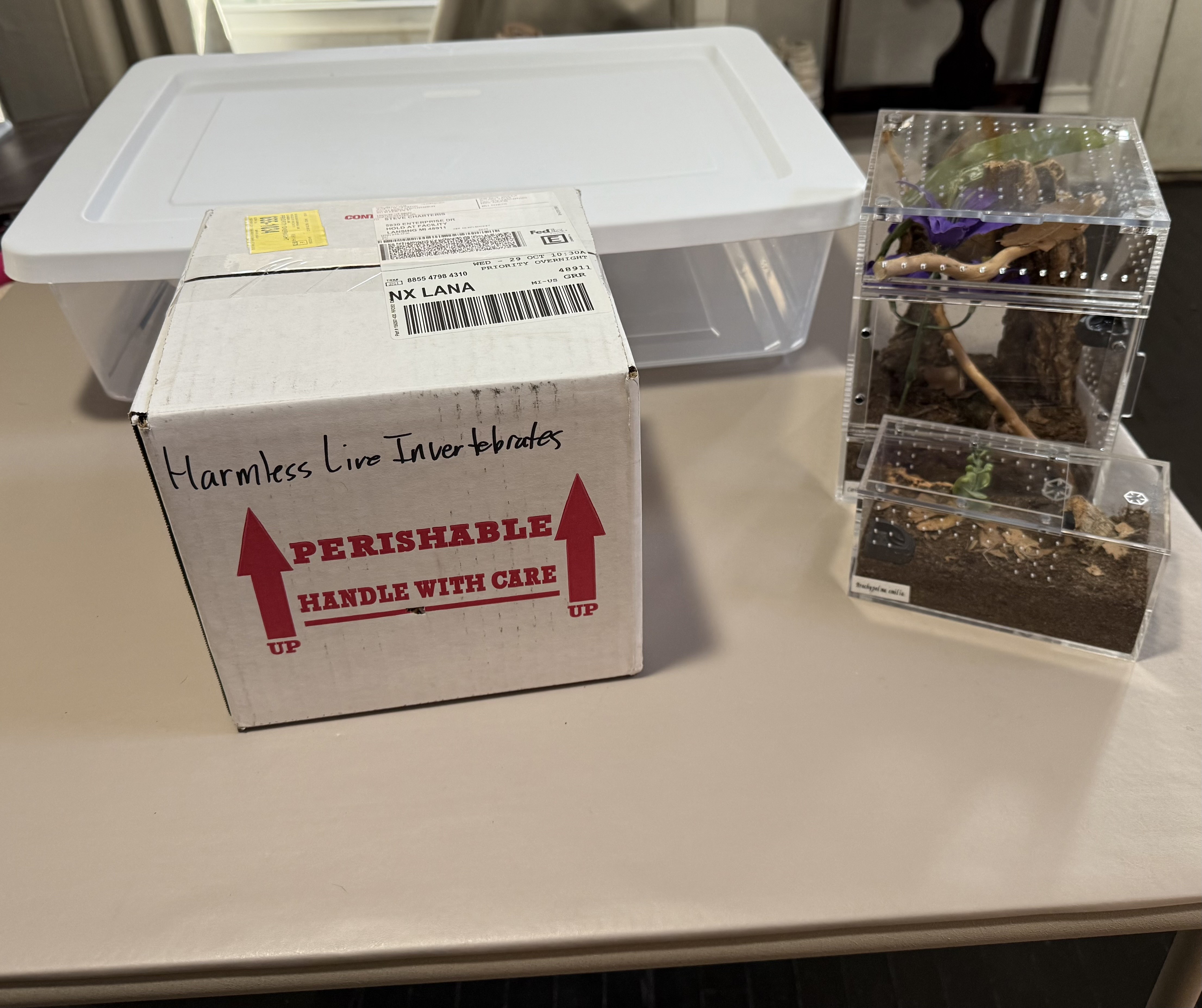 All my supplies arranged on the table