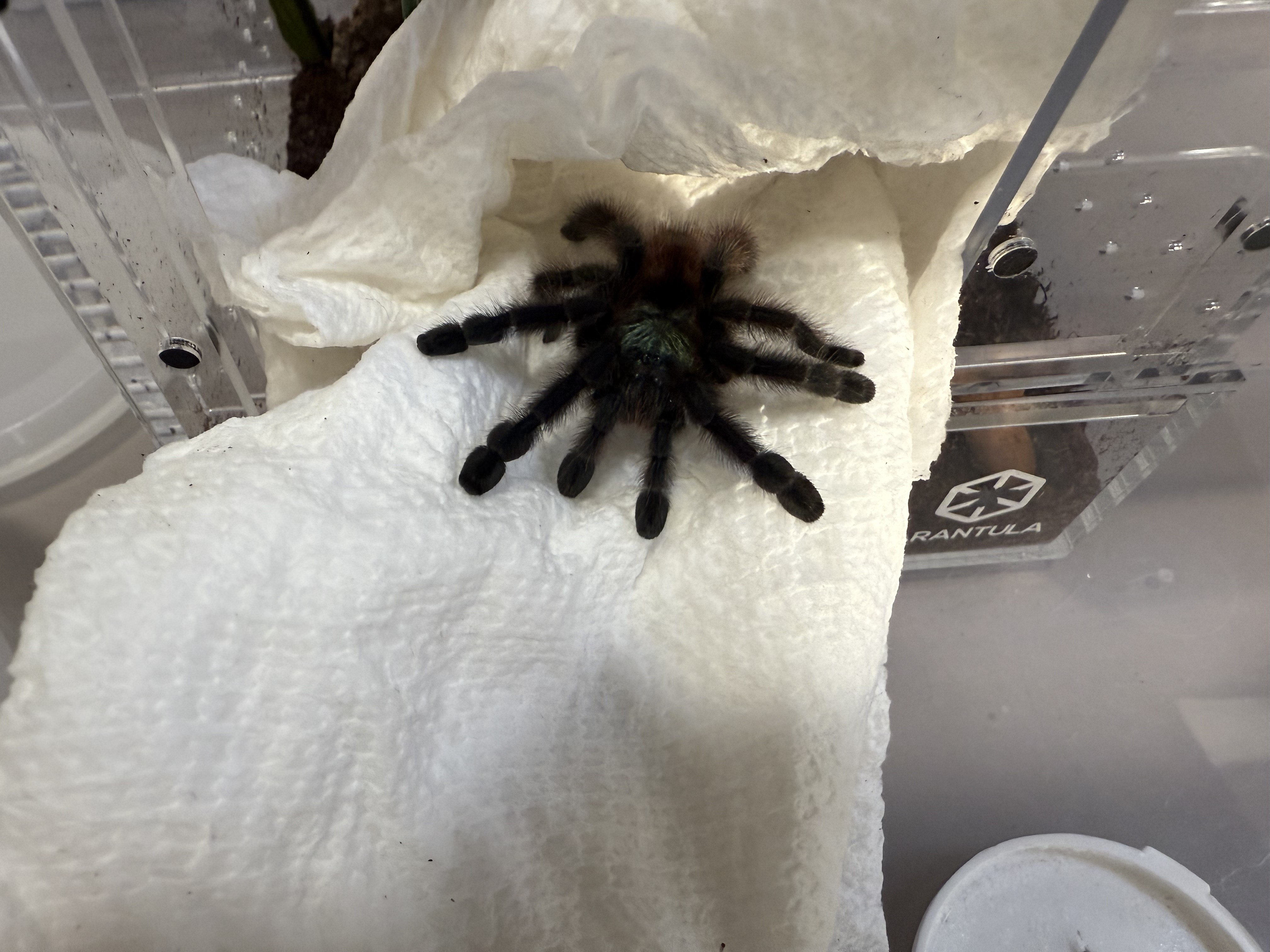 Transfer in progress (safe distance)