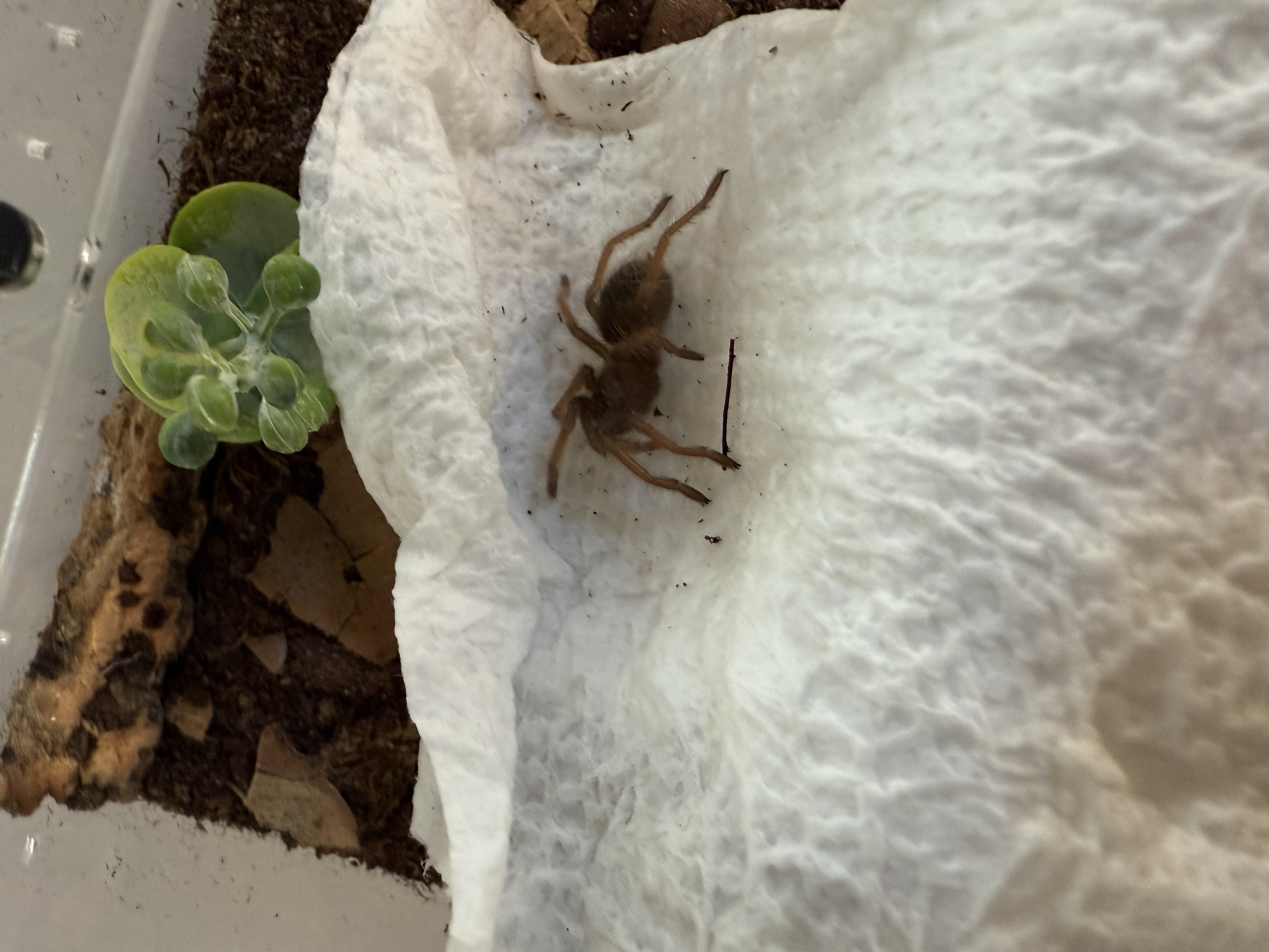 Transfer in progress (safe distance)