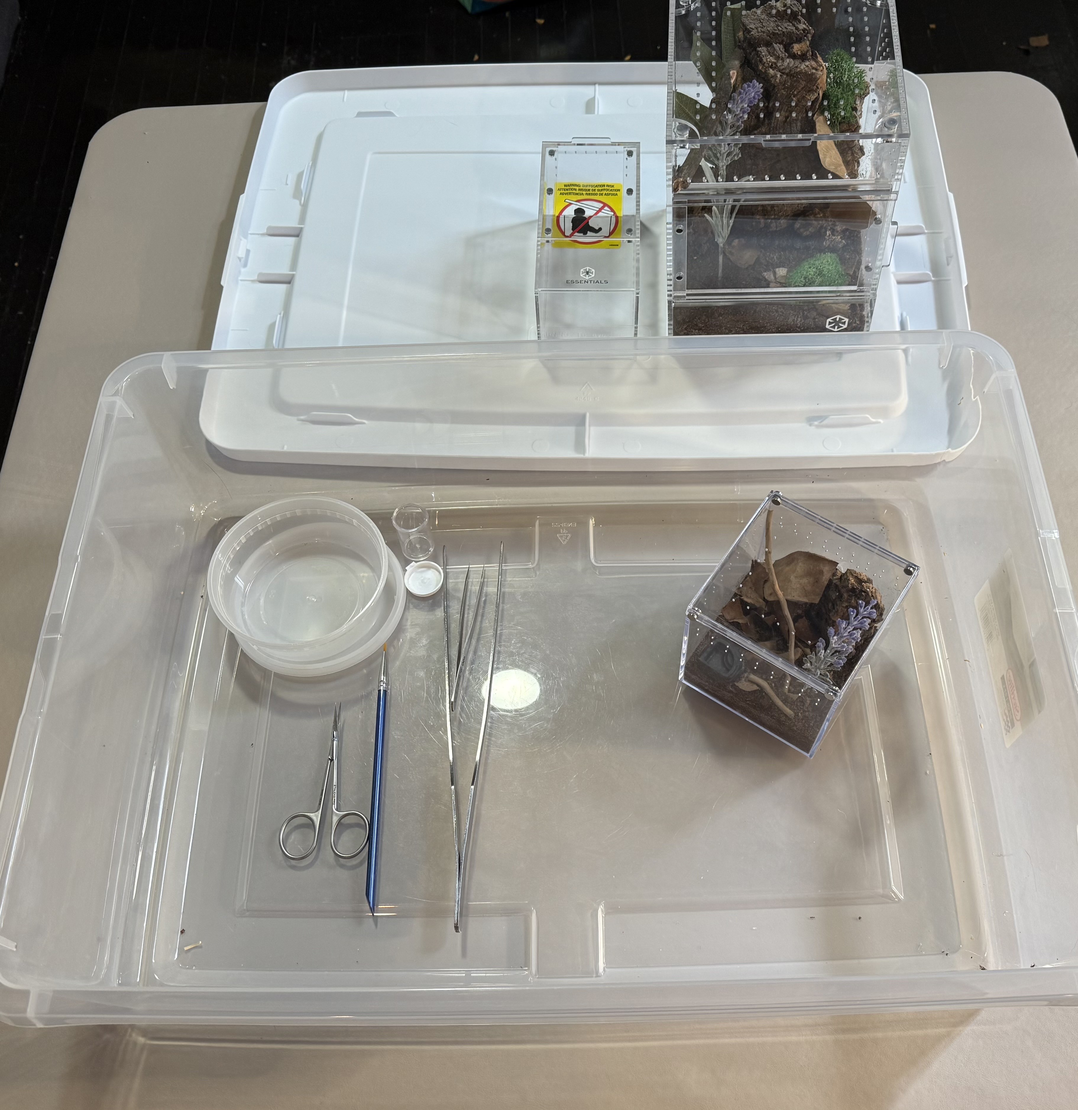 My unboxing setup, including a work bin, different size tongs, catch cups, paint brush, small scissors, and multiple size enclosures.