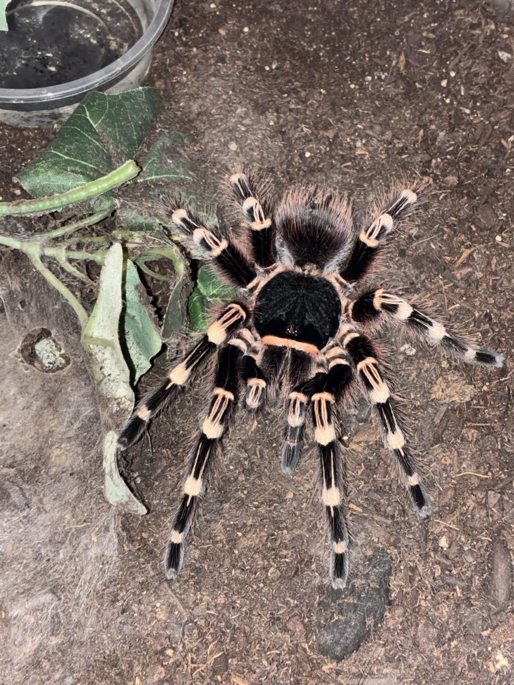 Acanthoscurria geniculata from above, jet black legs with bold white bands at every joint