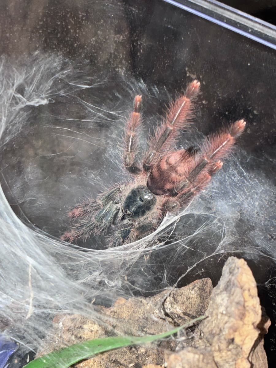 A juvenile Amazonius germani with peachy orange legs in its silk retreat