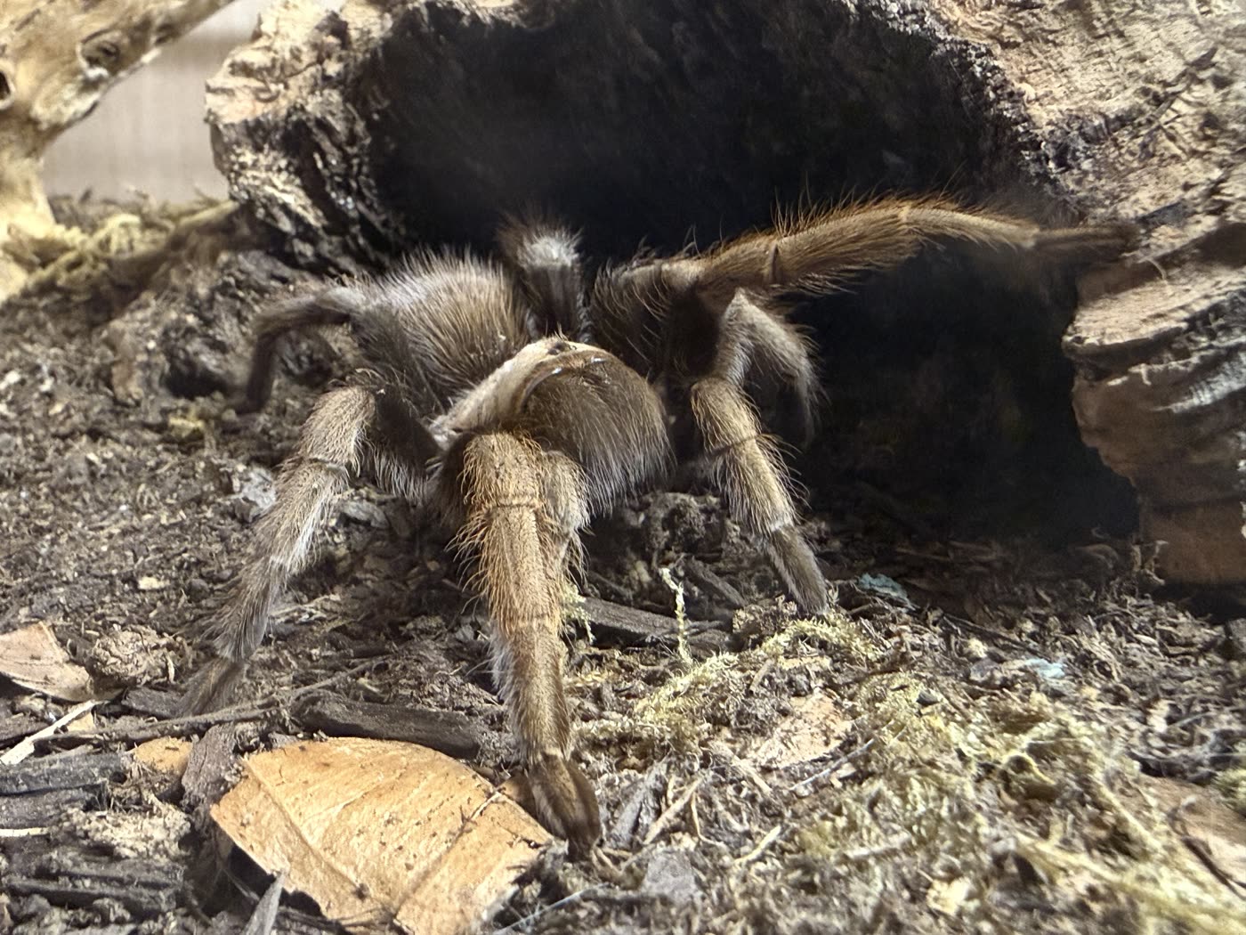 An adult female Aphonopelma chalcodes at the mouth of her cork bark hide, sandy blonde and brown, standing on the substrate