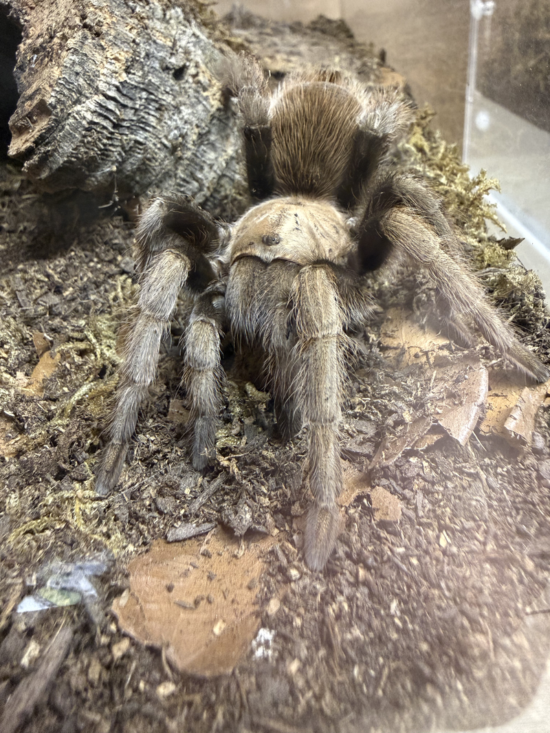 Adult Aphonopelma chalcodes (Arizona Blonde Tarantula) in an enclosure, showing the species characteristic sandy blonde coloring
