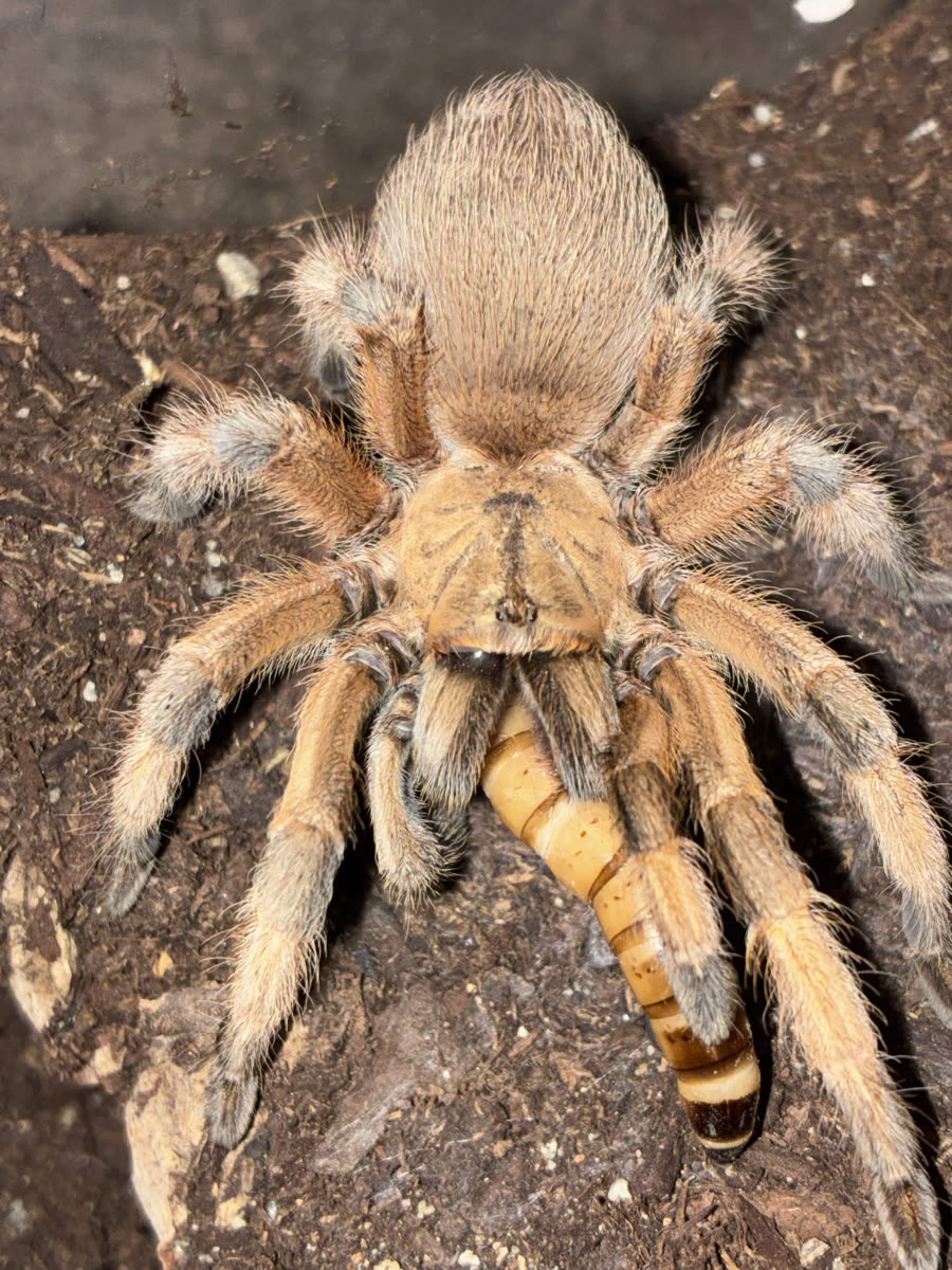 Aphonopelma moderatum, tan with pale leg hairs, eating a feeder worm