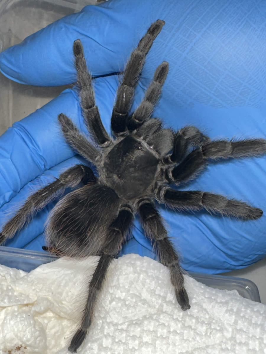 An adult female Aphonopelma steindachneri, solid black with fine grey hairs, resting on a gloved hand