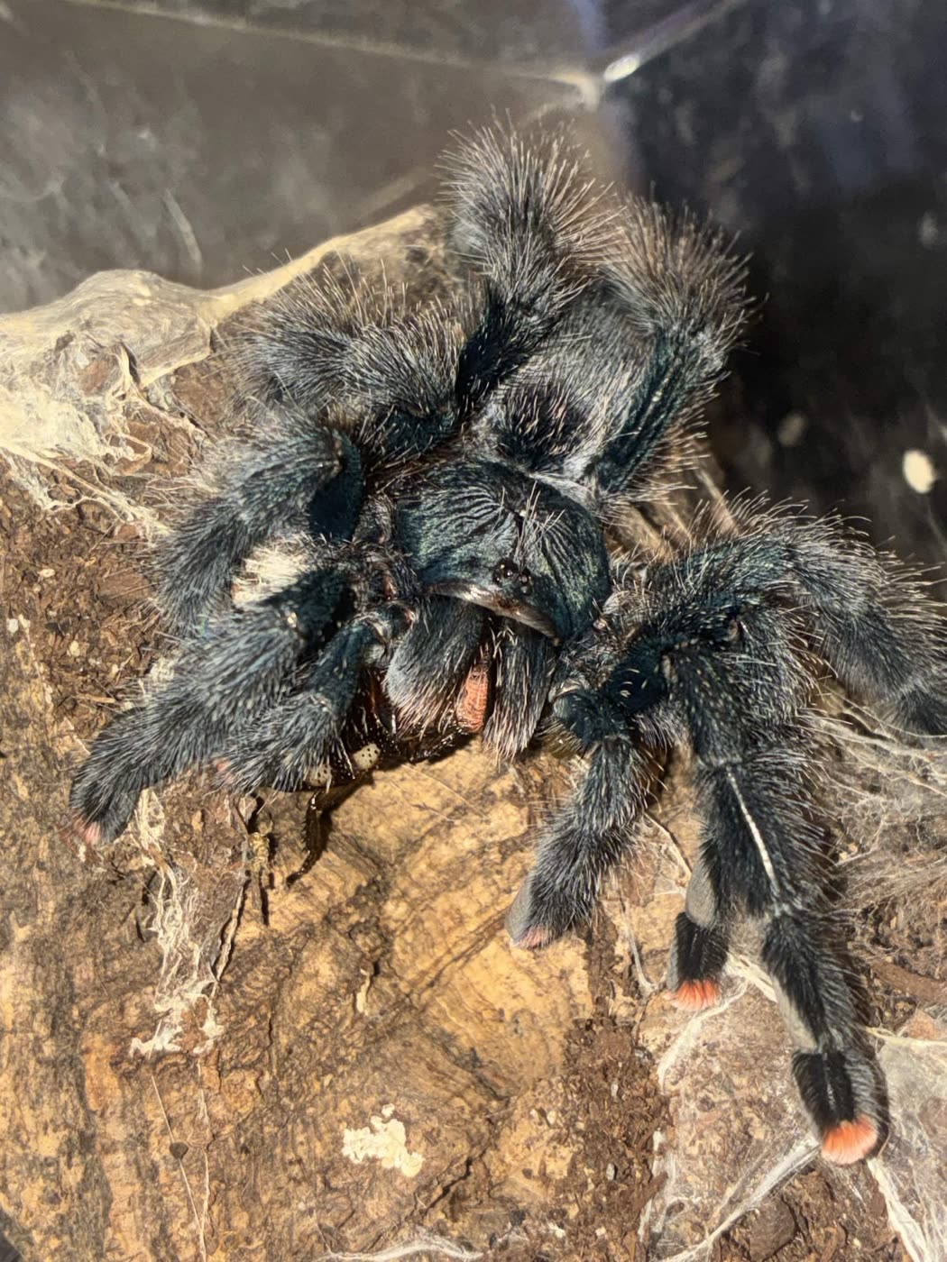Avicularia avicularia on cork bark eating a roach, dark iridescent blue-black body with pink tips on its feet