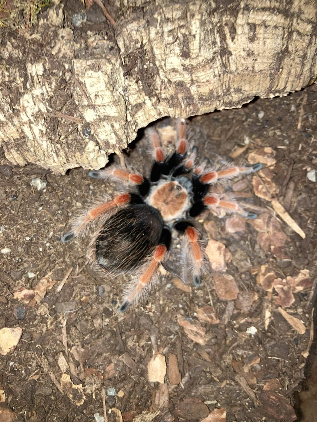 Brachypelma boehmei beside a cork bark hide, black body with an orange carapace and bright orange-red legs