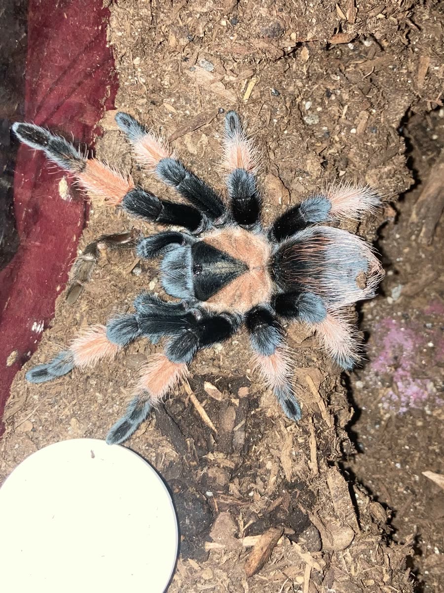Brachypelma emilia with orange leg segments and a dark triangle on its carapace