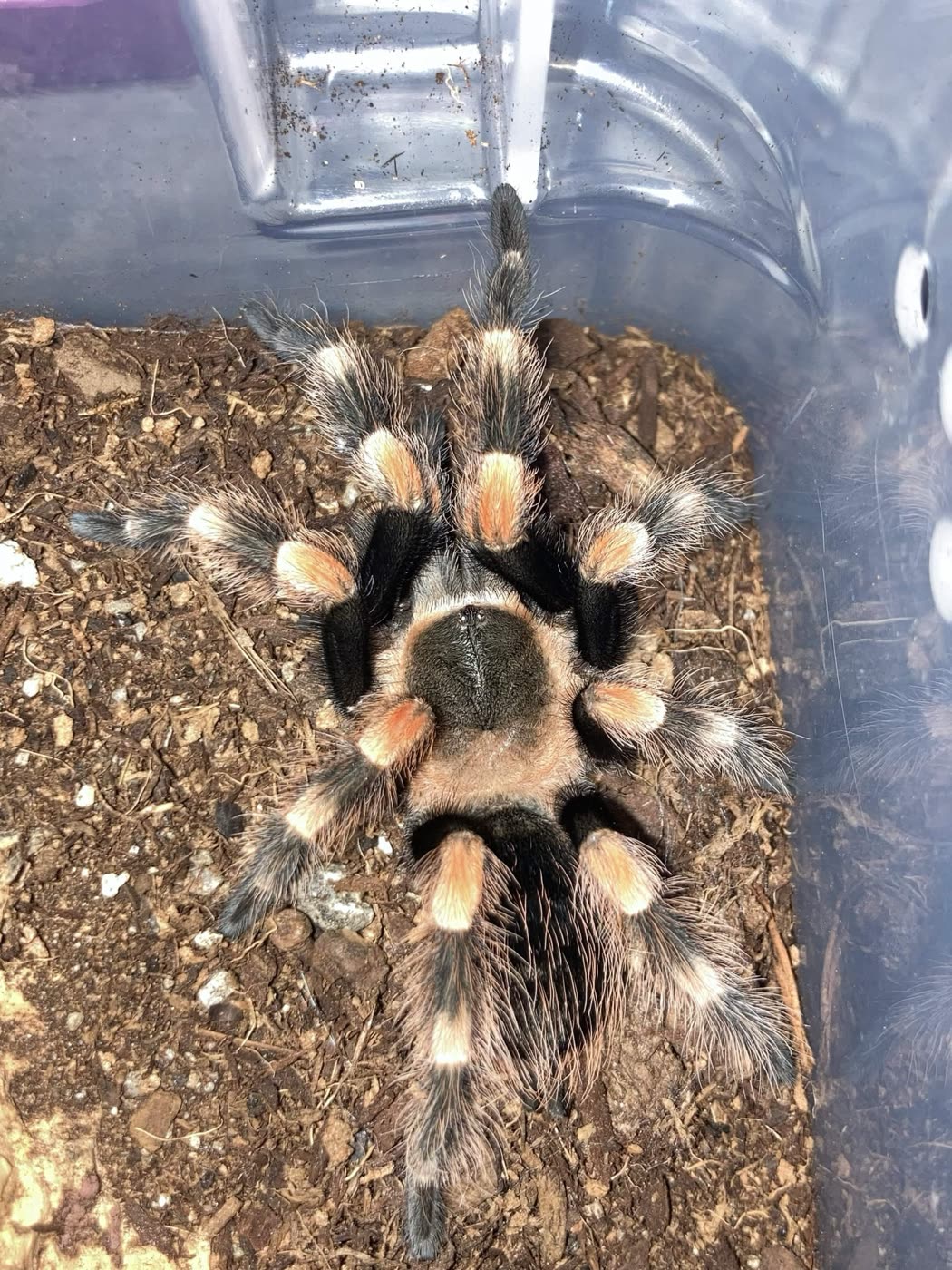 Brachypelma hamorii from above on dark substrate, black legs with bright orange knee bands and pale bands lower down