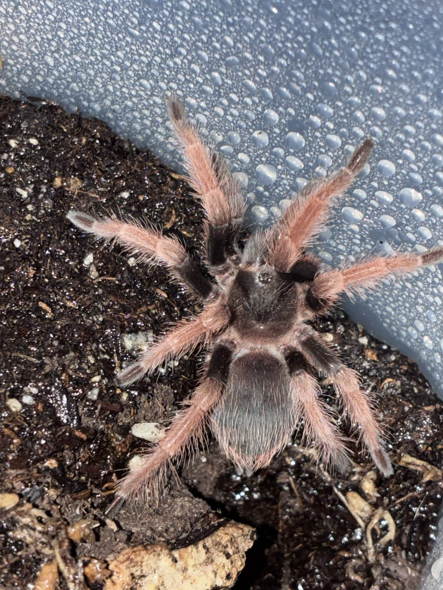 A juvenile Brachypelma klaasi with pink hairs on its legs