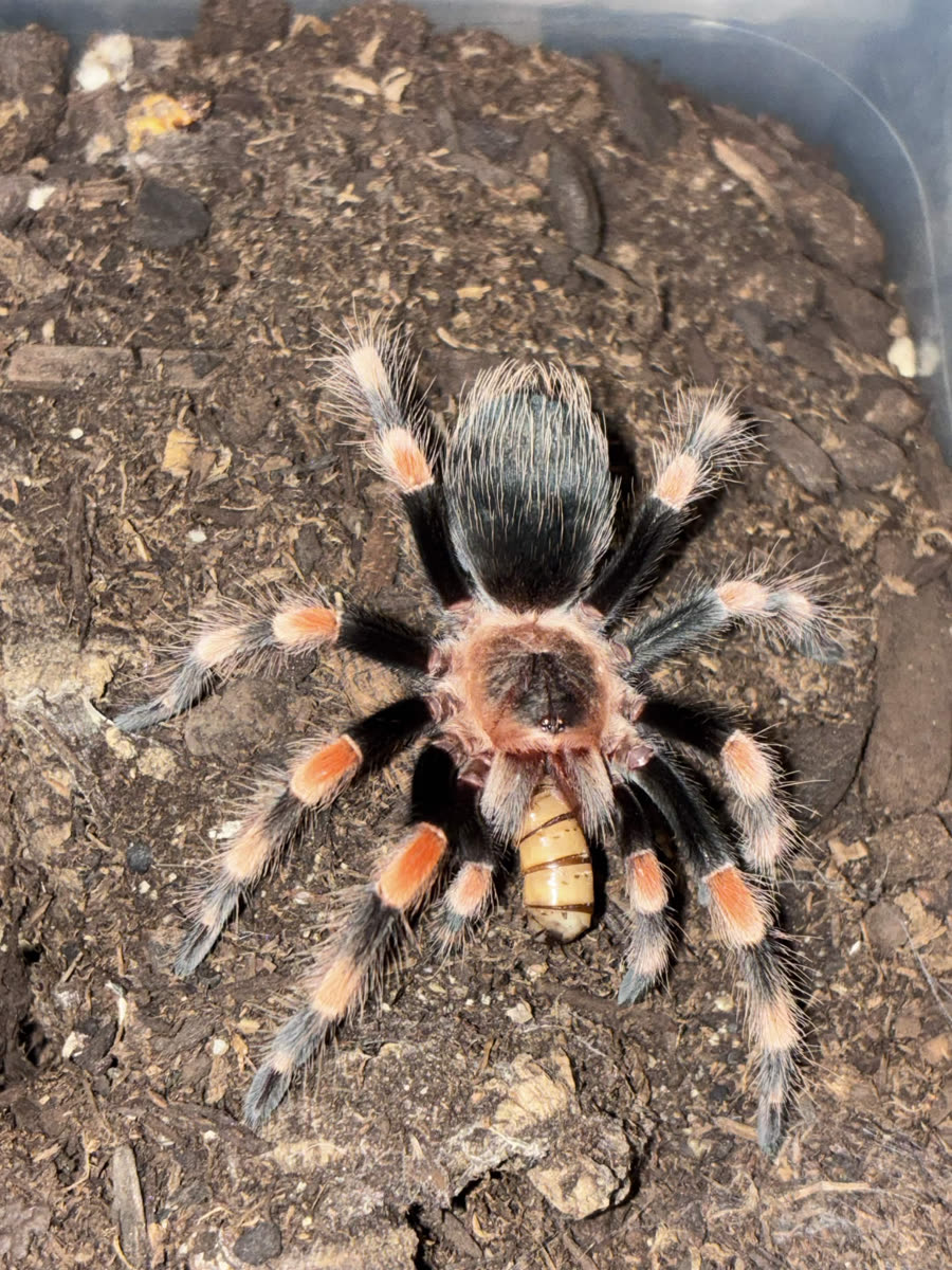 A juvenile Brachypelma smithi with orange leg bands eating a feeder worm
