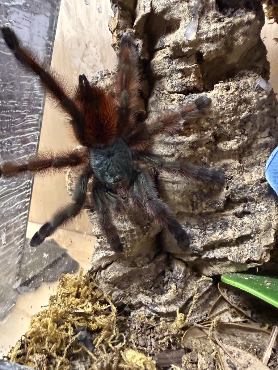 Caribena versicolor on cork bark, with a red-orange abdomen, metallic teal carapace and dark legs