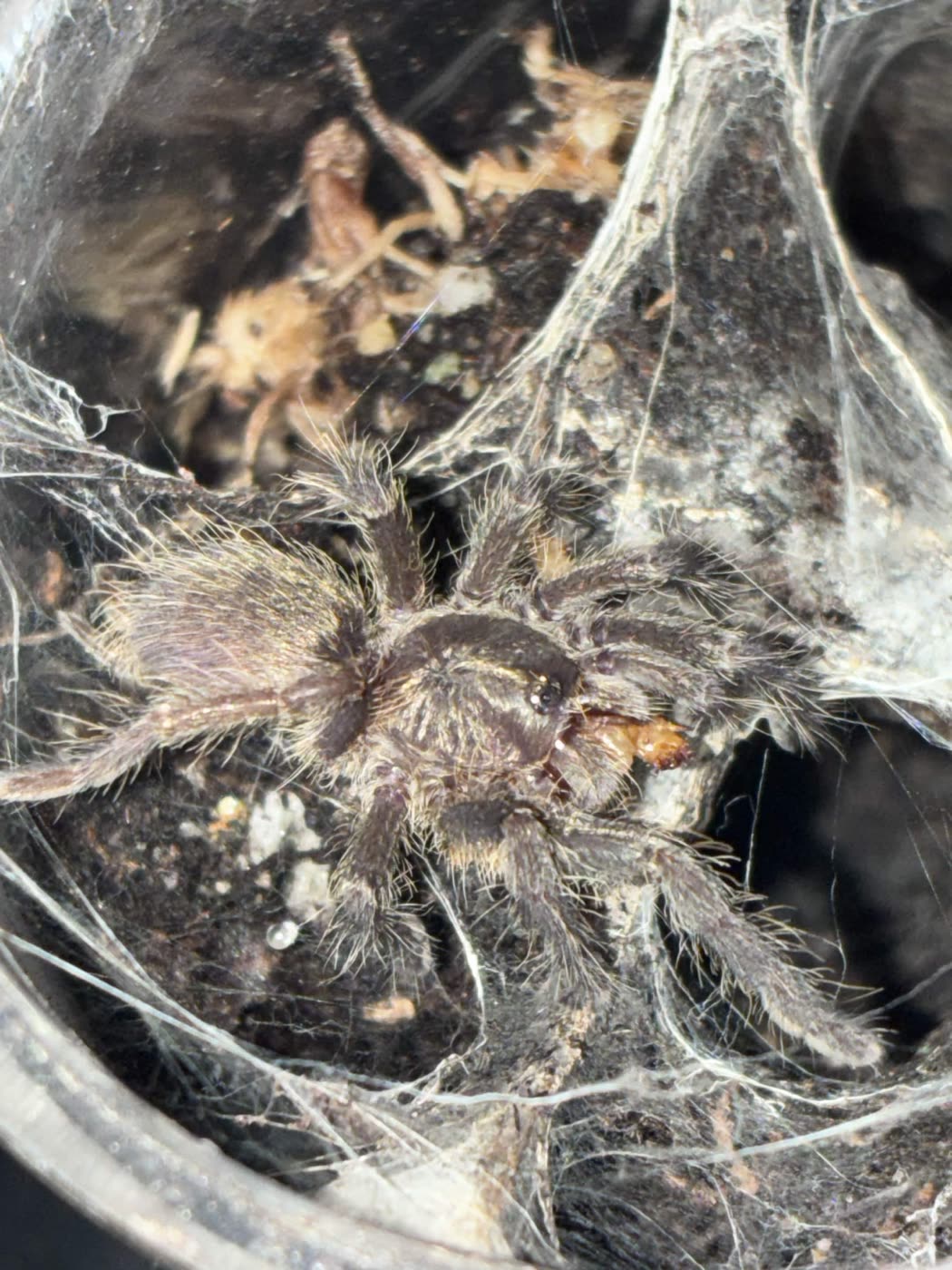 A Ceratogyrus darlingi sling in thick webbing, dark brown and hairy, holding a feeder in its fangs