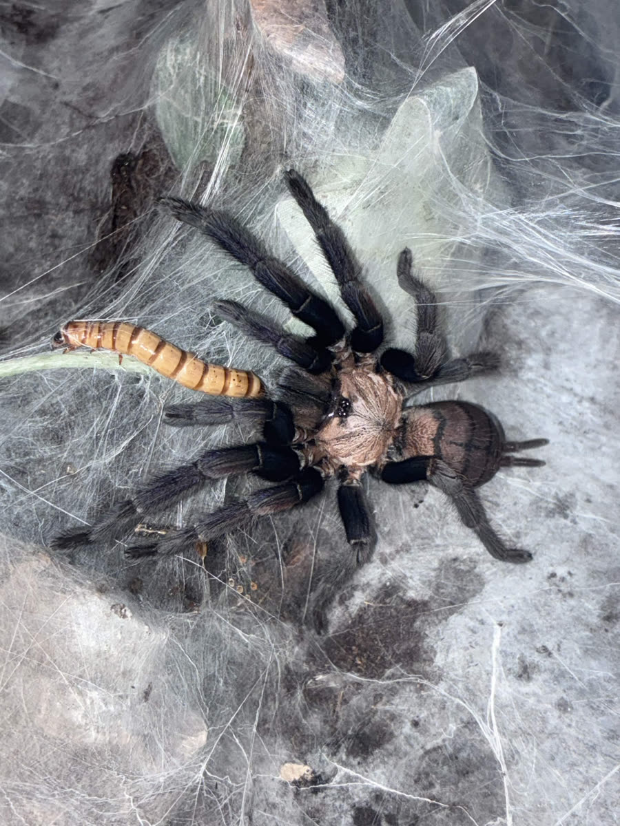 Chilobrachys fimbriatus on its webbing with a feeder worm, cream carapace and dark legs
