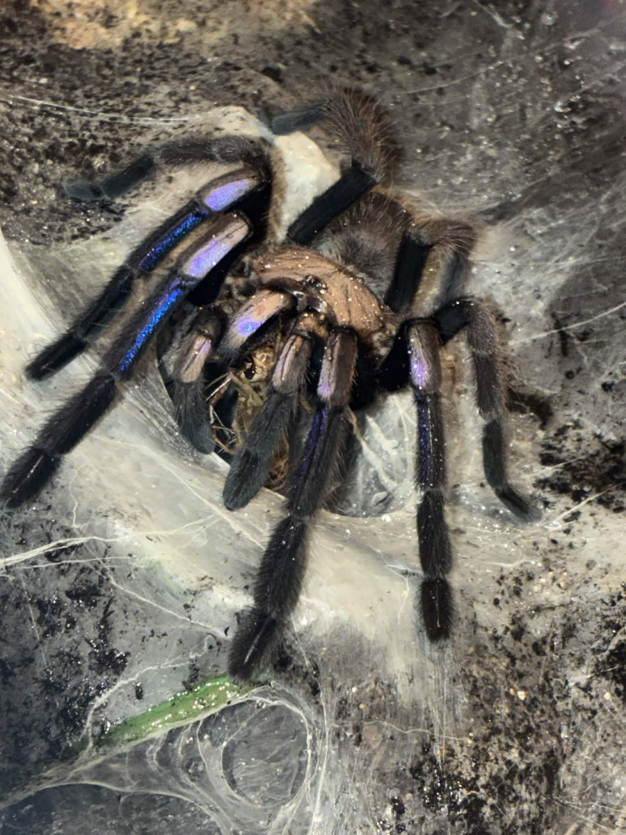 Chilobrachys natanicharum on its webbing with electric blue on its front legs