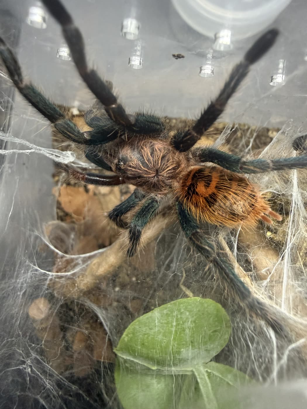 A juvenile Chromatopelma cyaneopubescens among heavy webbing, with teal green legs, an orange abdomen marked with a dark flame pattern, and a pale pink carapace