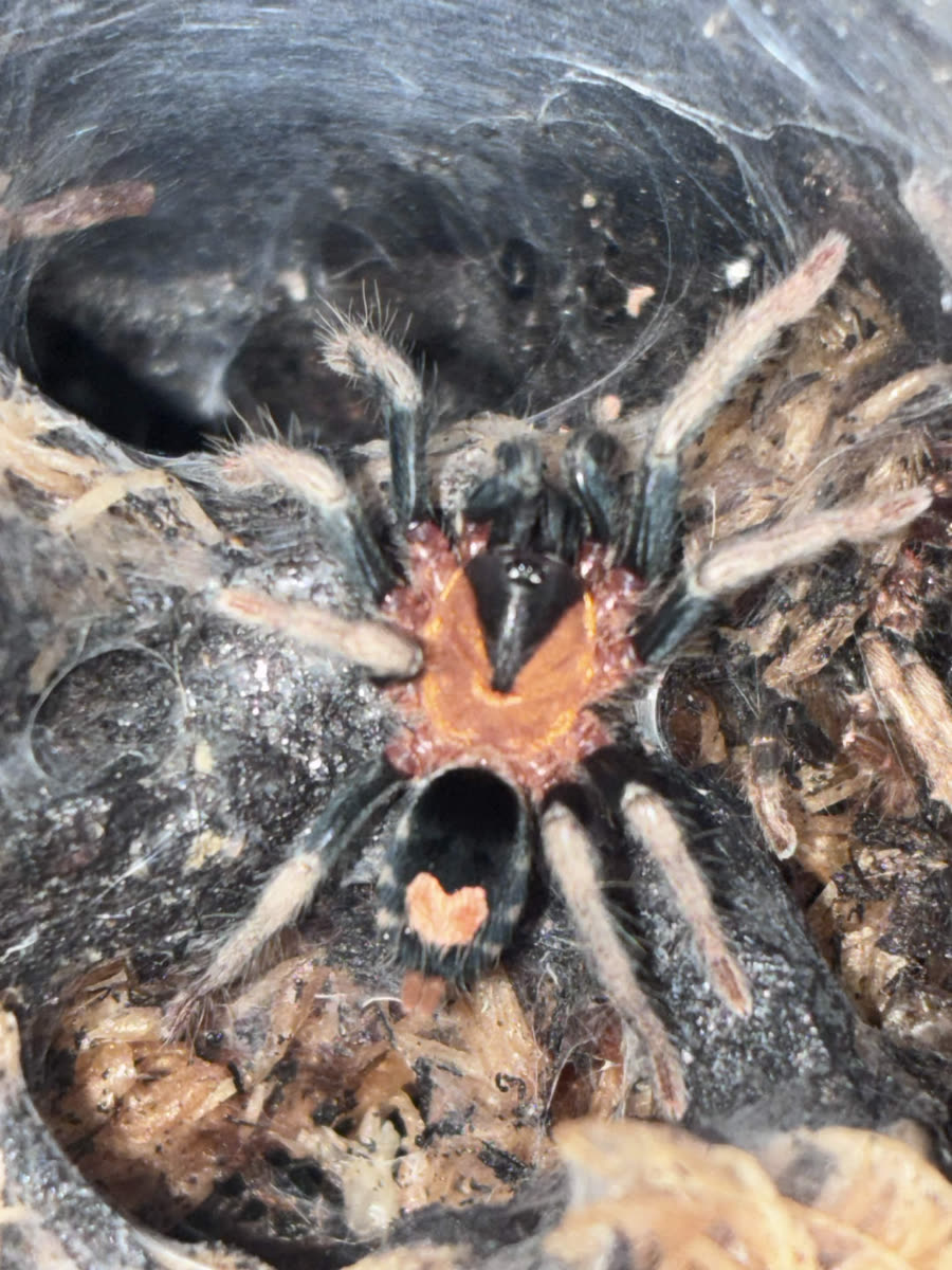 Cyriocosmus elegans in its webbed burrow, orange carapace with a dark triangle and a heart-shaped patch on the abdomen