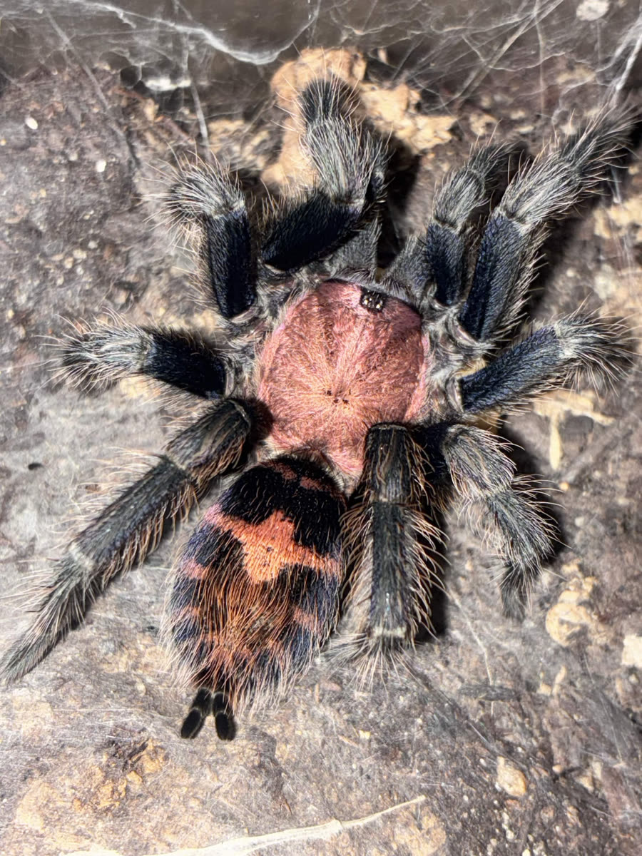 Davus pentaloris with a pinkish orange carapace and orange stripes on a black abdomen