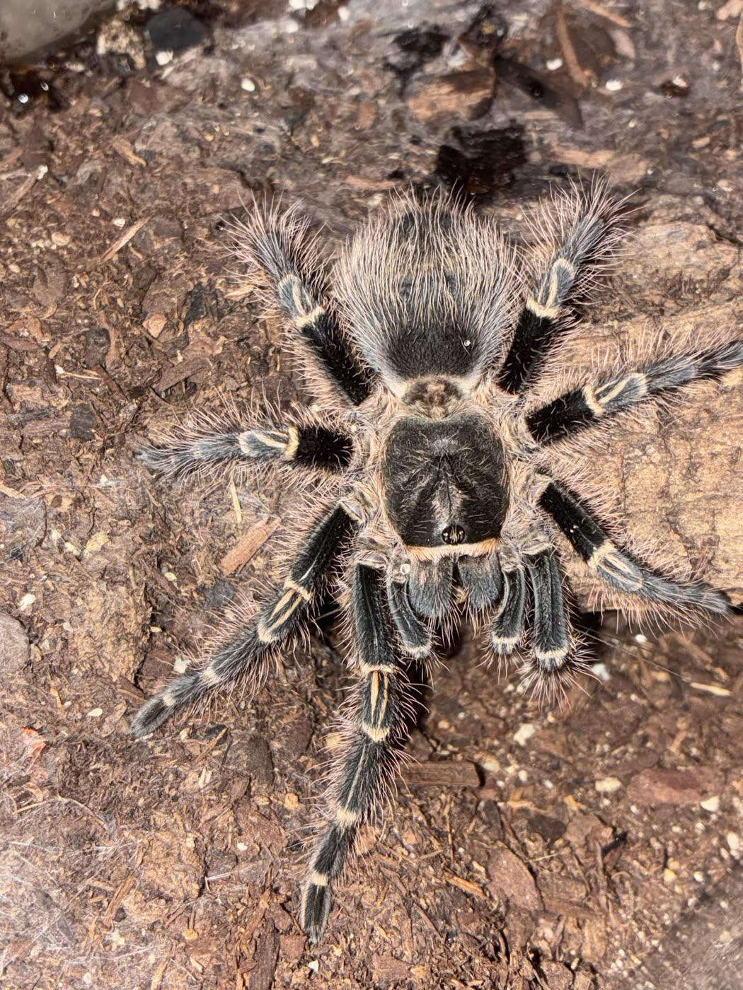 Grammostola pulchripes from above, black legs with pale gold bands at the joints and long light hairs