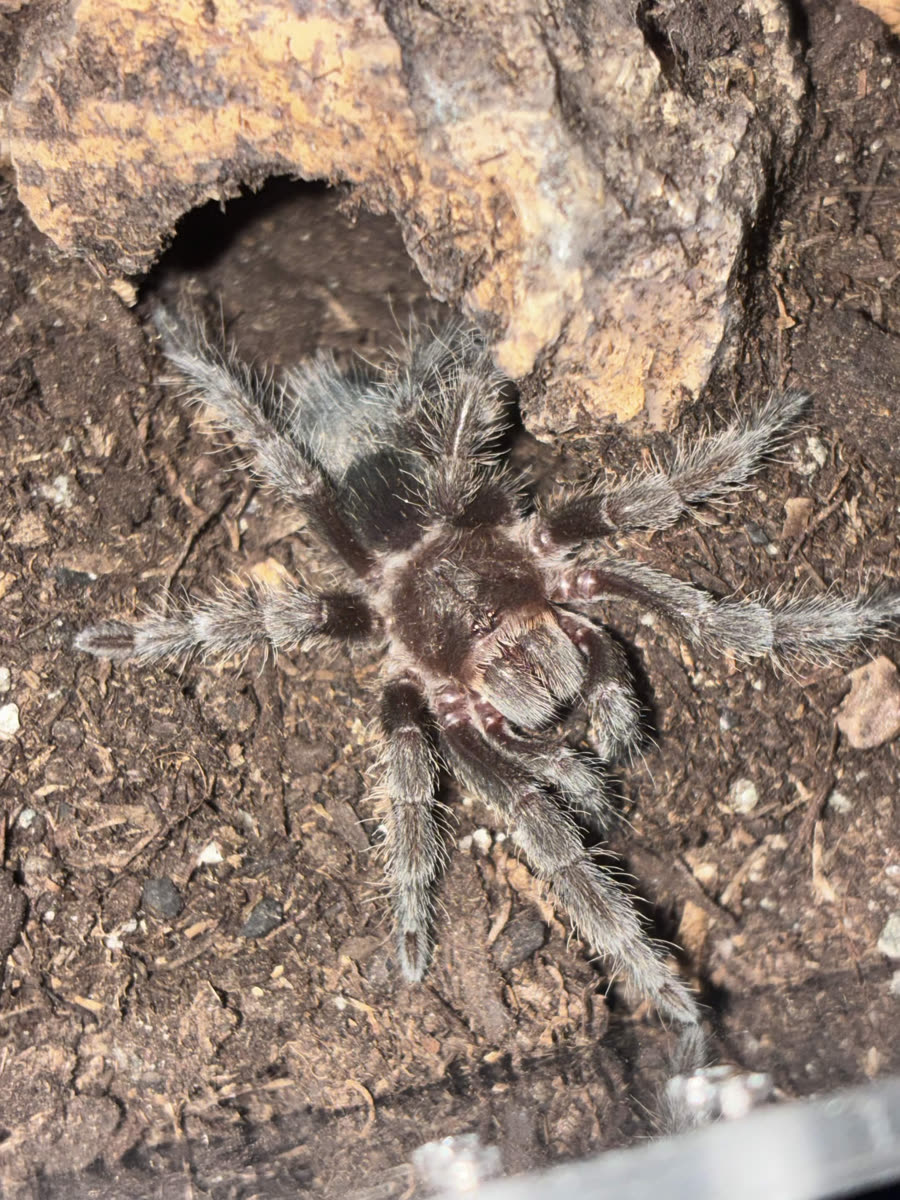 A juvenile hobby Grammostola pulchra, also identified as G. quirogai, outside its burrow