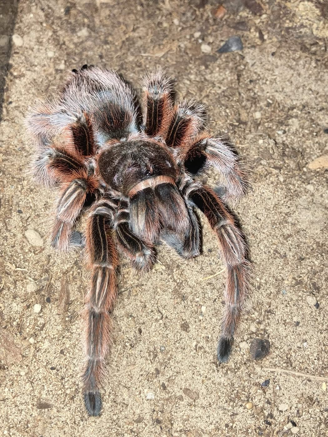 Grammostola rosea on sandy substrate, dark brown body with reddish pink hairs and pale stripes along the legs