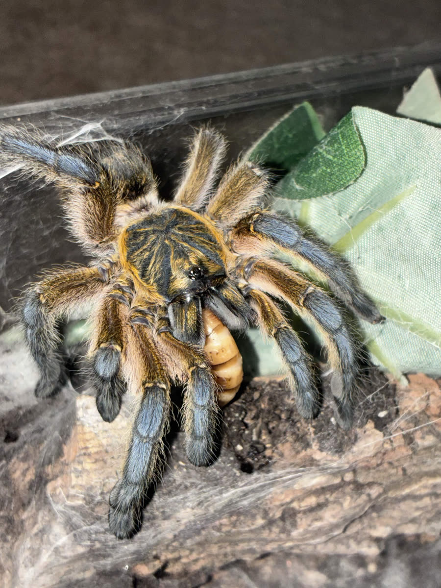 Harpactira pulchripes with a golden body and blue legs, eating a feeder worm