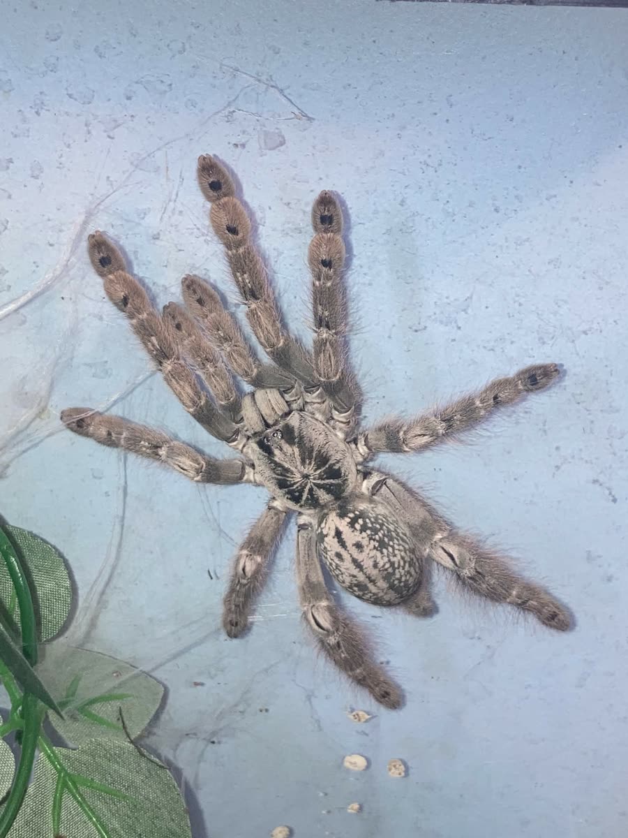 Heteroscodra maculata, chalky white with dark speckles, on the side of its enclosure