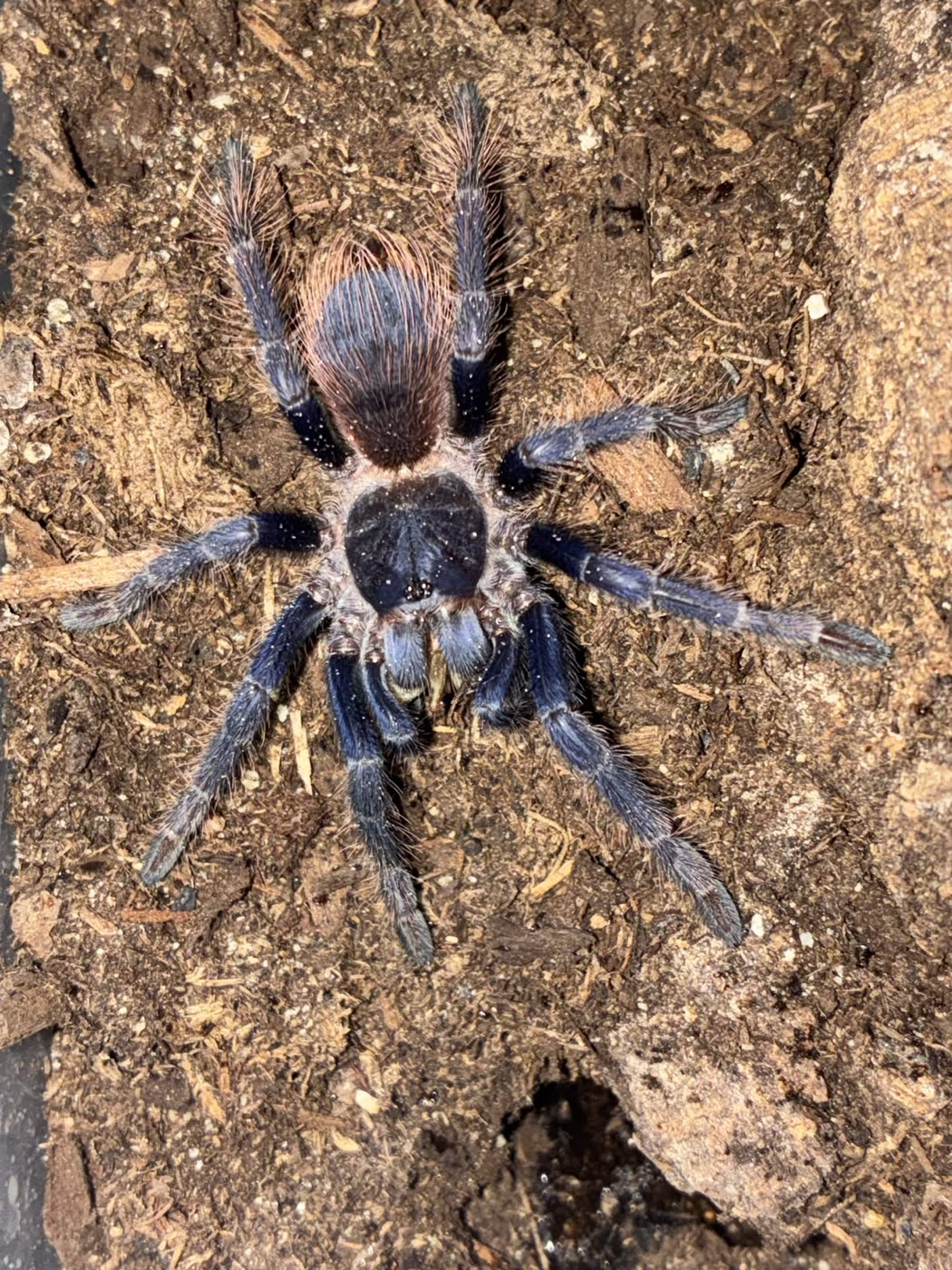 Lasiocyano sazimai from above on substrate, deep blue legs and carapace with long reddish hairs on the abdomen