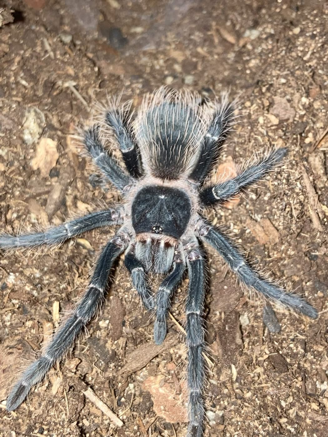 A juvenile Lasiodora parahybana from above, dark grey-black with pale leg bands and long light pinkish hairs
