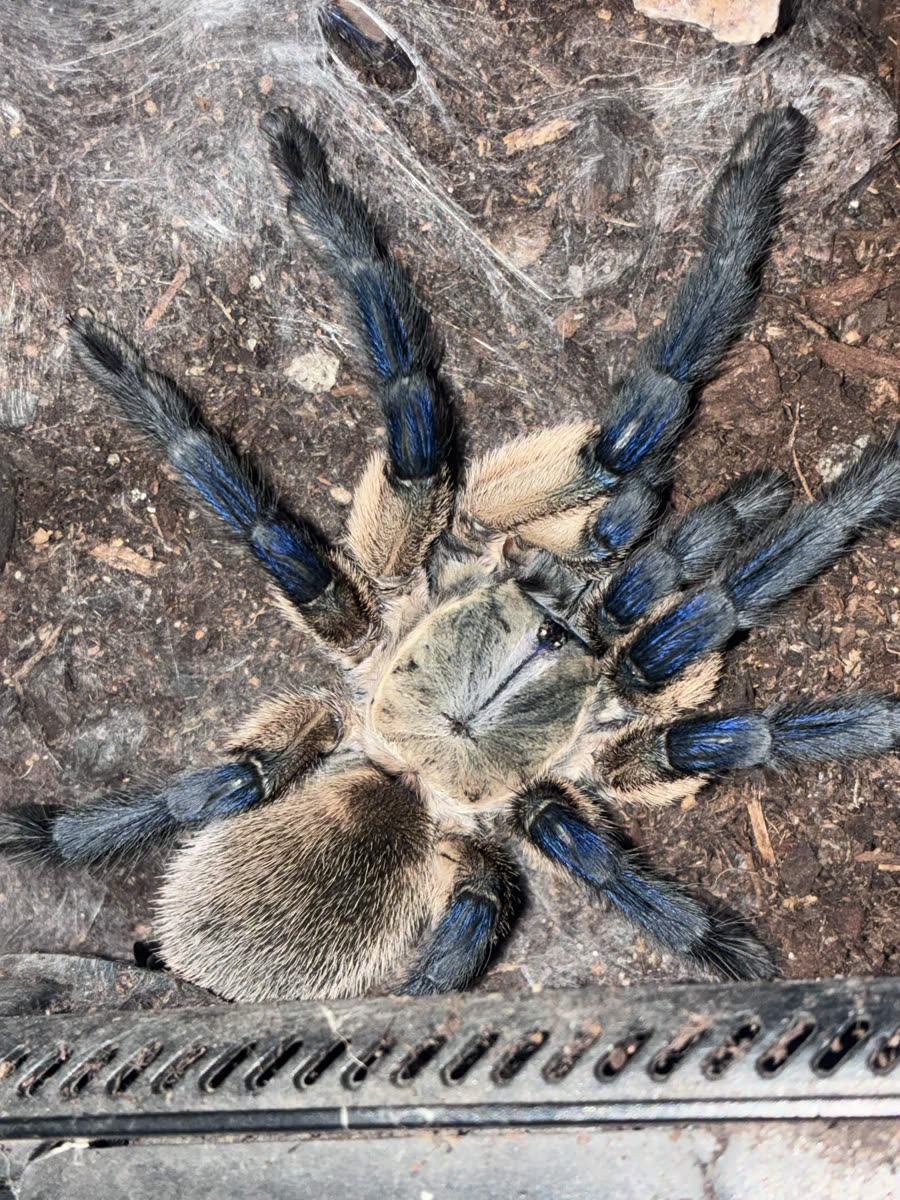 Monocentropus balfouri on its webbing, cream body with blue legs
