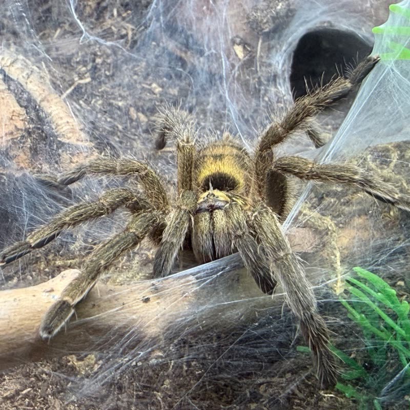 An adult female Neoholothele incei of the olive form, standing on heavy webbing spun across cork bark, with olive and gold patterning on the carapace and legs