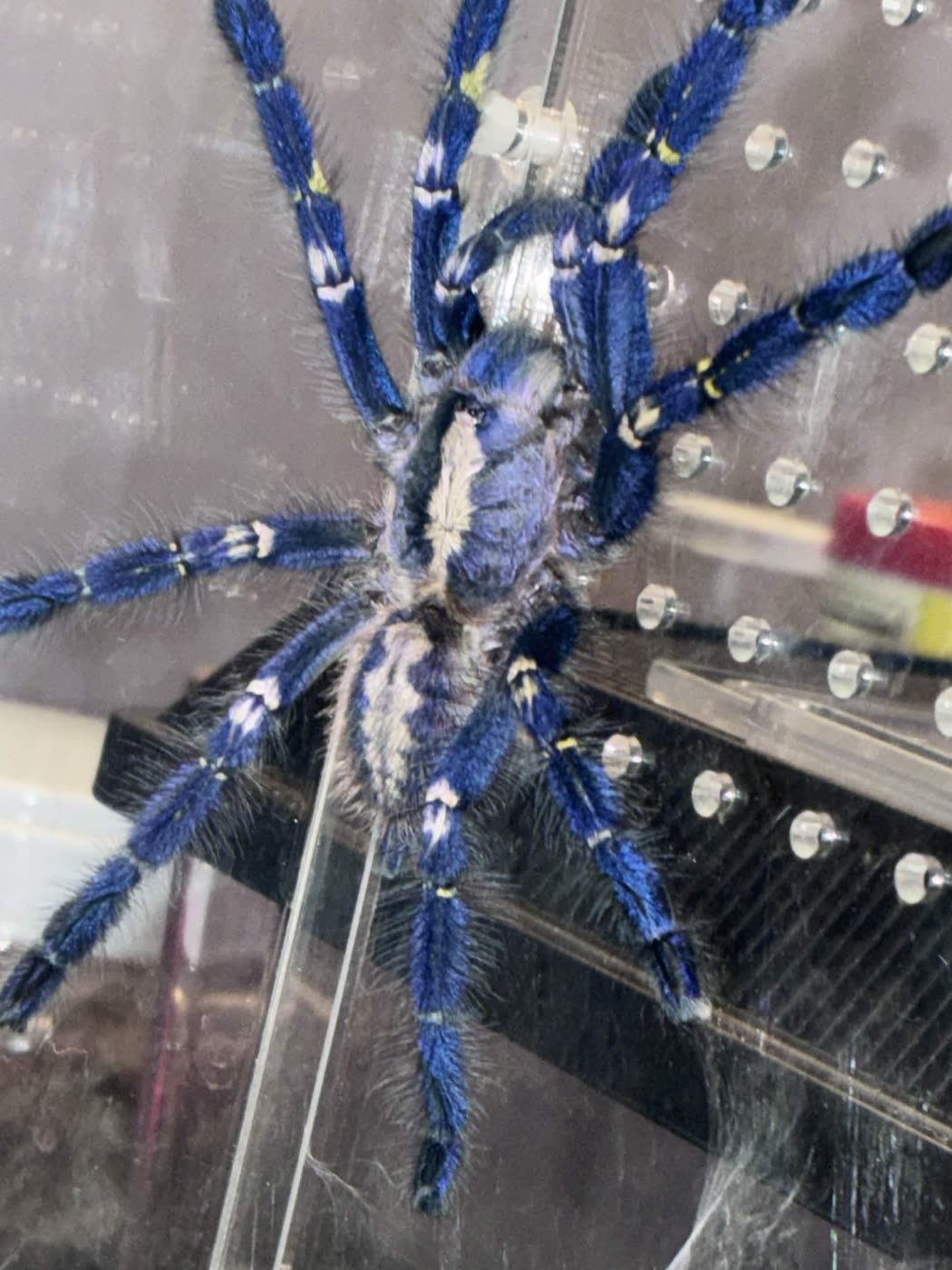 Poecilotheria metallica on the wall of an acrylic enclosure, metallic cobalt blue legs with white and yellow markings and a white pattern on the carapace and abdomen