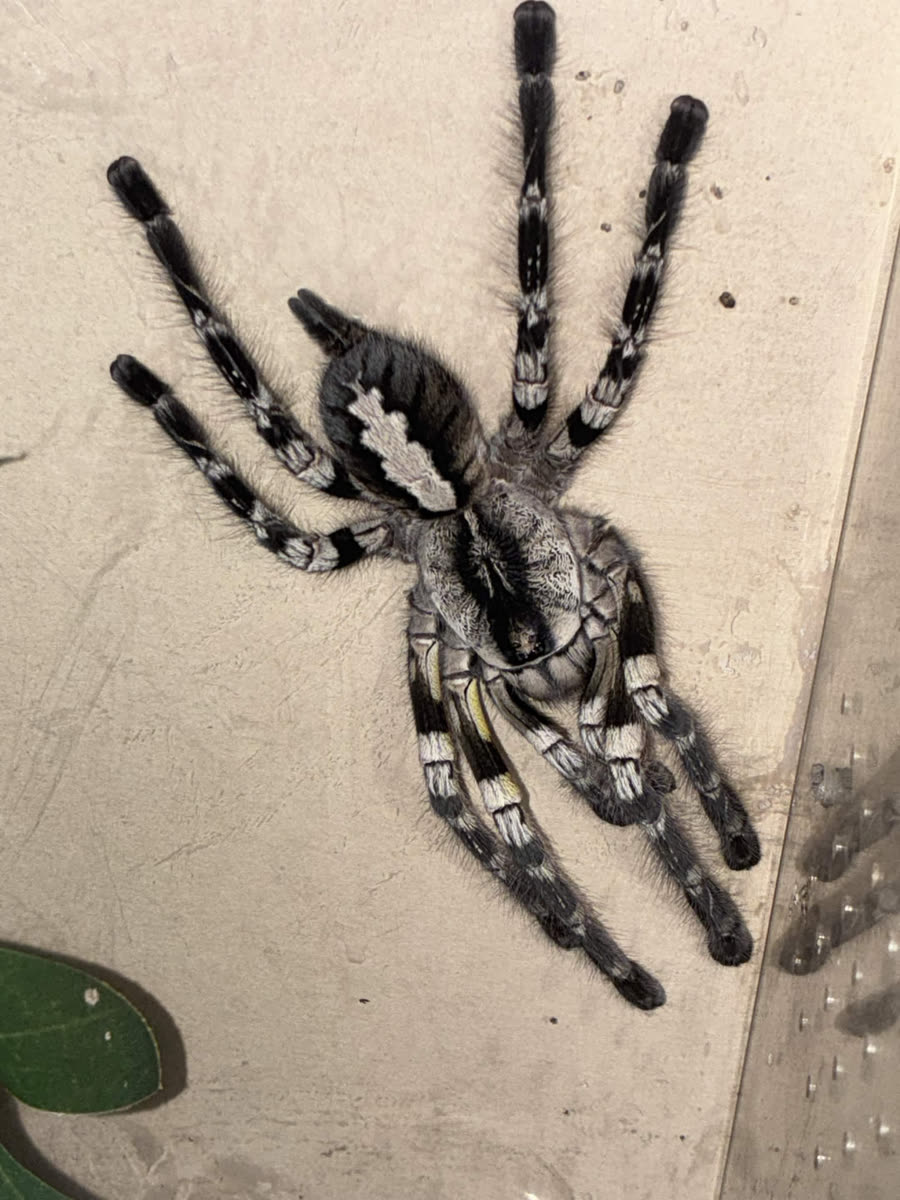 Poecilotheria regalis on the wall of its enclosure, with white and black banded legs