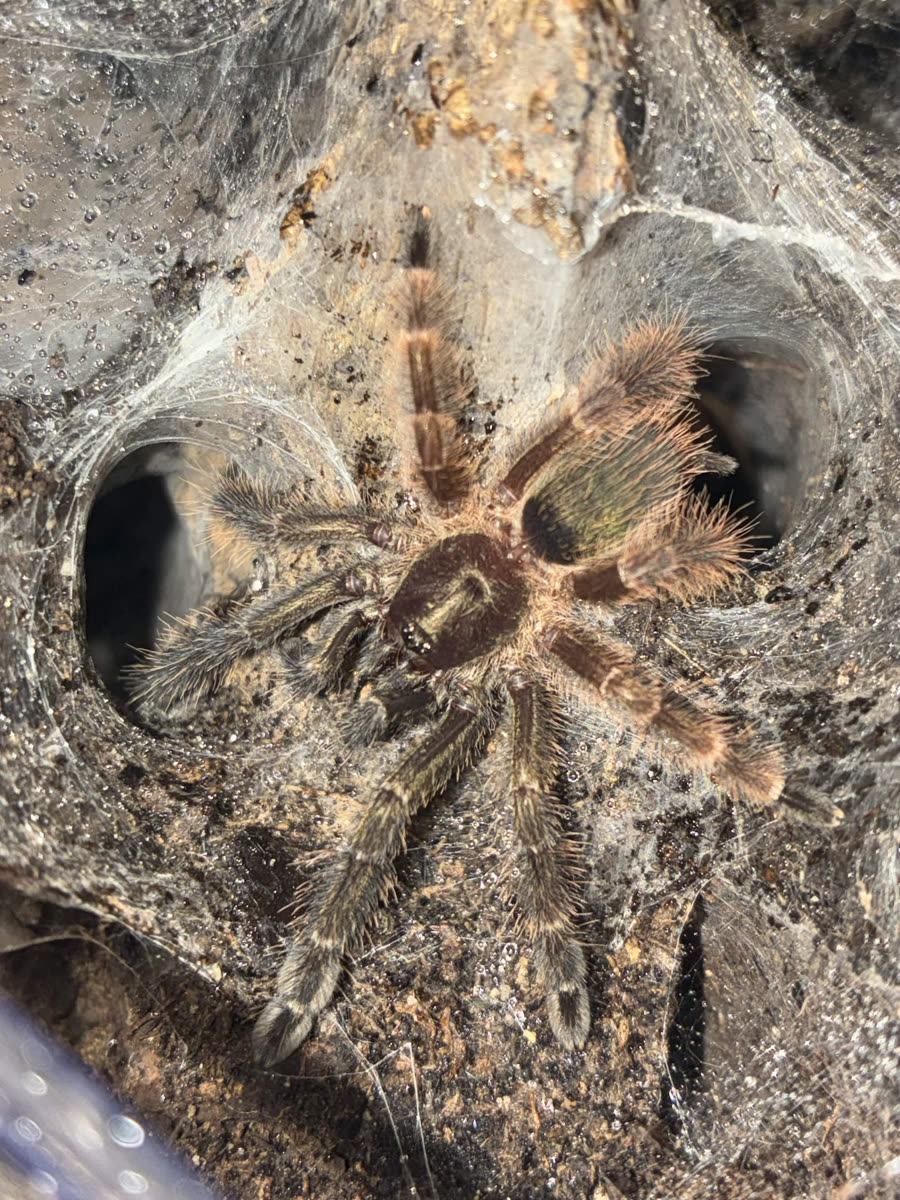 Psalmopoeus victori in its webbing