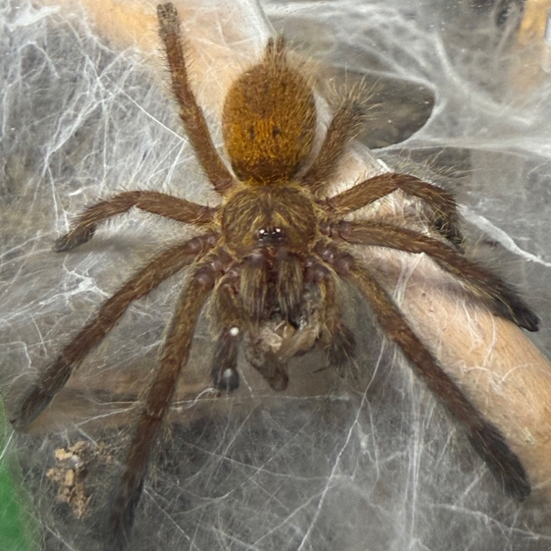 Juvenile Pterinochilus murinus (OBT / Orange Baboon Tarantula) eating a cricket it just caught