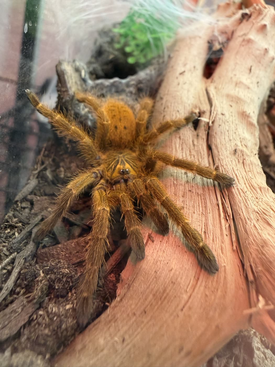 A Pterinochilus murinus of the orange form out on cork bark, bright orange all over with darker tarsi and the starburst pattern visible on the carapace