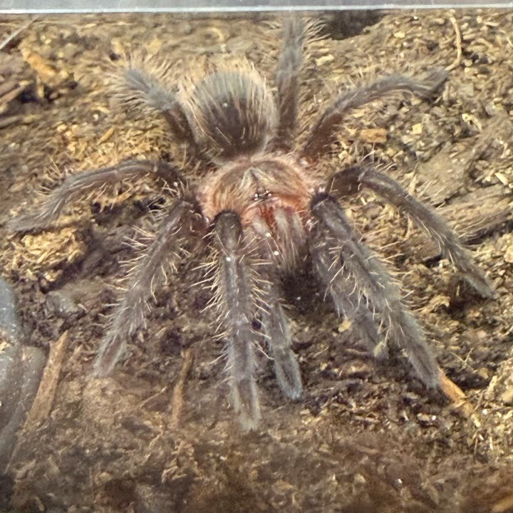 A juvenile Tliltocatl albopilosus of the Nicaragua locale on soil, its legs and abdomen covered in long pale setae
