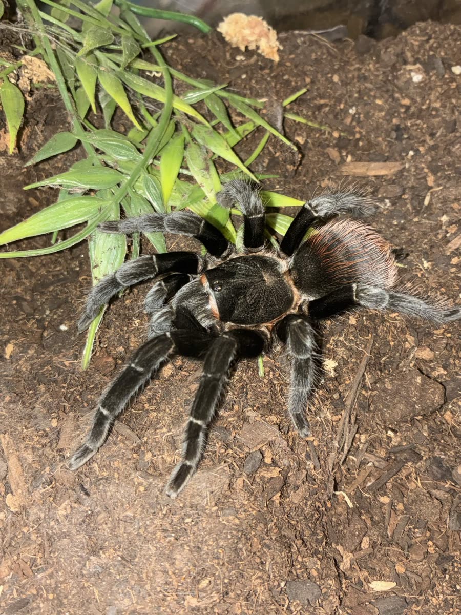 Tliltocatl kahlenbergi on substrate beside a plant, black legs with pale bands and long orange hairs on the abdomen