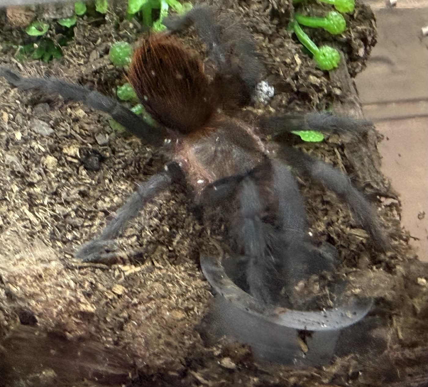 A Tliltocatl vagans shortly after molting, its abdomen densely covered in fresh rust-red hairs, standing on dark substrate