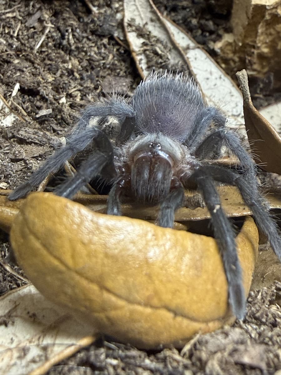 A juvenile Tliltocatl verdezi facing the camera over a curled dry leaf, dark grey legs and a soft rosy grey abdomen